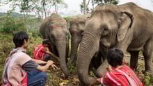 Three mahouts with three elephants in Thailand