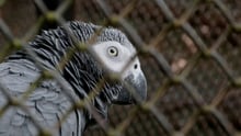 African grey parrots