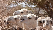 KENYA: 190 dyr døde og 30 var i kritisk tilstand efter at have drukket forurenet vand. Kamelkalve, der mistede deres mødre, risikerede at tørste ihjel.