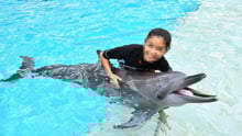 Pictured; A dolphin being used for photo opportunities at Resort World Sentosa, Singapore. Credit Line: World Animal Protection