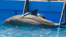 Dolphins in entertainment at Miami Seaquarium, USA. Foto: World Animal Protection