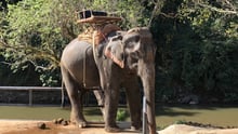elephant being used for rides in Thailand