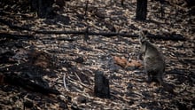 Genoprettelsen af den australske natur kan tage årevis, alt imens tusindvis af dyr har mistet deres hjem og skal finde nye leveområder. 