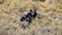 A bear in a new enclosure at the Balkasar Bear Sanctuary