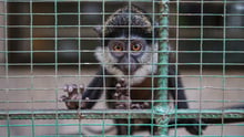 Cargo of Cruelty