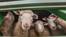 Sheep arriving at the sale yards.