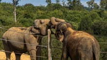 Elefant räddas från fångenskap