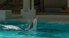 Kolmården Delfin