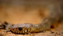 King Cobra