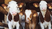 cows on farm