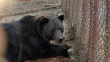 Björnen Baloo på Libearty