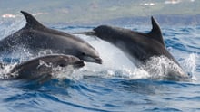 Three bottlenose dolphins off the coast of Azores, Portugal.