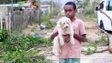 Boy holding white dog in Vanuatu - Disaster response - World Animal Protection