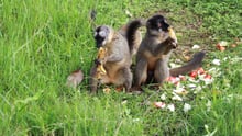 Lemurs in Madagascar after Cyclone Ava - World Animal Protection - Animals in disasters