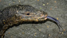 Water monitor lizard - lizard penises sold online - World Animal Protection