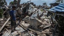 People try to move a cow as it sits in the rubble of destroyed buildings following an earthquake, 2018 in Palu, Indonesia