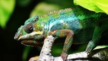 Reptiles as pets? Camouflage, complex behaviour and family life