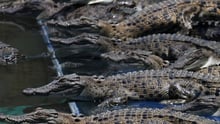 Crocodiles at a farm. 