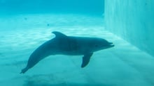 delfin kolmården onaturlig miljö