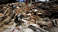 A dog sits in front of a mound of rubble of collapsed houses after Saturday's earthquake in Bhaktapur, Nepal April 27, 2015