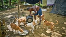 Dogs in Sri Lanka after floods and landslides - World Animal Protection