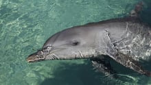 Dolphin in captivity at entertainment venue - World Animal Protection - Wildlife. Not entertainers