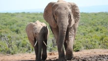 elephants in the wild