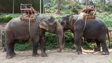 Elephants at tourist attraction with saddles on their backs - Wildlife. Not entertainers - World Animal Protection