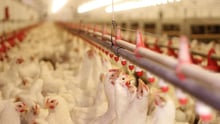 Factory farmed chickens