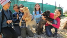 Herreløse hunde på skoleskemaet i Rumænien