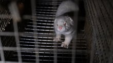 Mink