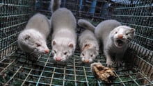 Minkproduktion er dyremishandling. Foto: Jo-Anne McArthur / We Animals