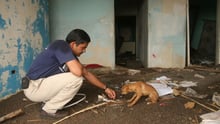 Our director of disasters feeds a dog in Jamaica after Hurricane Dean - World Animal Protection - Disaster response