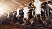cows on a factory farm