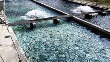 fish farm
