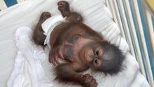 baby orangutan in a diaper in a crib