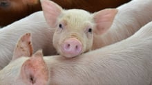 pigs
