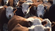 Cows