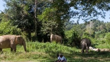 Boon Lott's Elephant Sanctuary