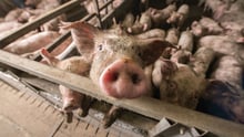 Pigs crowd in a factory farm pig pen
