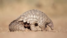 pangolin