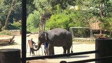 elephant performance