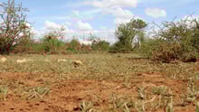 A goat walks through an arid landscape in Kajiado County Kenya
