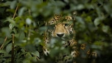Jaguar Spirit is a World Animal Protection/National Geographic-funded film