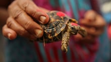 Indian Star tortoise in India