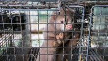 Fur Free Europe