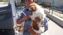 Dog is brought to our mobile clinic in Pestera, Romania
