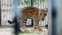 Xamã depois da viagem e antes da soltura no recinto de reabilitação, aguardando ansioso no espaço de cambiamento - Crédito: Noelly Castro/Proteção Animal 