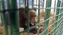 Bjørneunge reddet: Paddington var alene i storbyen