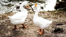Foie Gras - Ducks - World Animal Protection